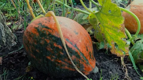 A orange striped pumpkin are lying on the ground on the grass. Stock Footage 167324220