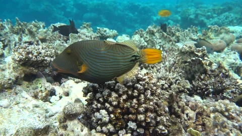 Orange-striped triggerfish  coral fish in the coral reef ,4K video clip Stock Footage 158444582