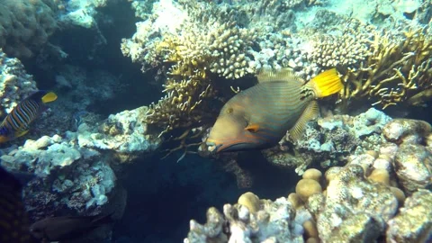 Orange-striped triggerfish  coral fish in the coral reef ,4K video clip Stock Footage 158460375