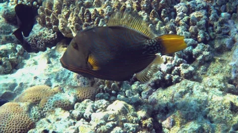 Orange-striped triggerfish  coral fish in the coral reef ,4K video clip Stock Footage 158463000