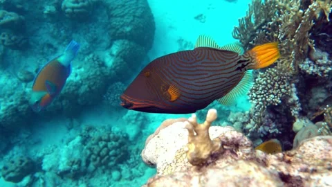 Orange-striped triggerfish  coral fish in the coral reef ,4K video clip Stock Footage 158463668