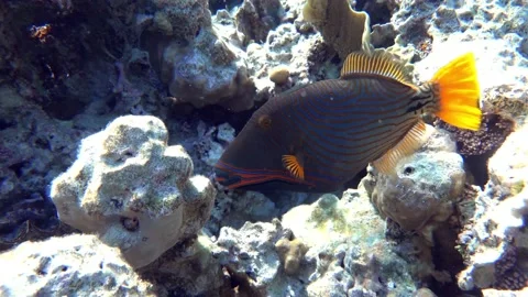 Orange-striped triggerfish  coral fish in the coral reef ,4K video clip Stock Footage 159615401