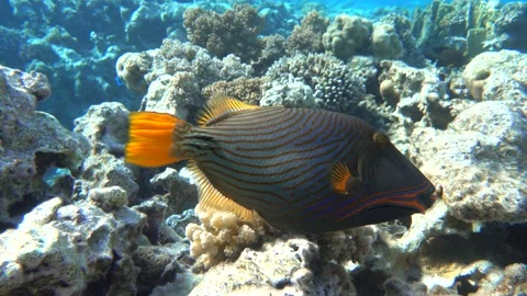 Orange-striped triggerfish  coral fish in the coral reef ,4K video clip Stock Footage 159615723