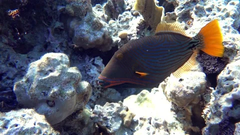 Orange-striped triggerfish  coral fish in the coral reef ,4K video clip Stock Footage 159616576