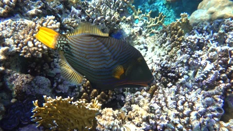 Orange-striped triggerfish  coral fish in the coral reef ,4K video clip Stock Footage 159618372