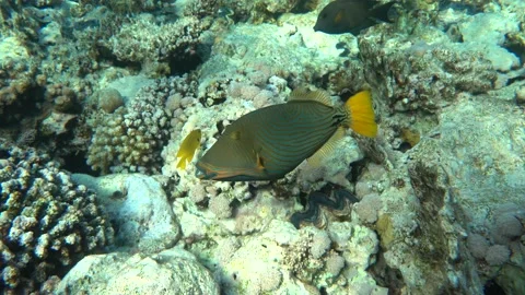 Orange-striped triggerfish  coral fish in the coral reef ,4K video clip Stock Footage 159620531