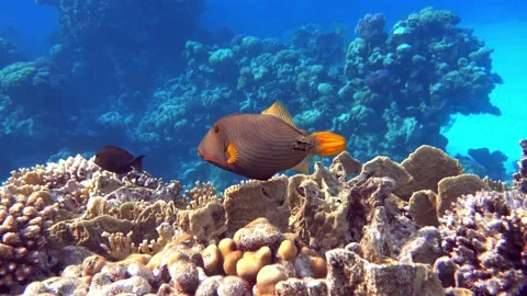 Orange-striped triggerfish  coral fish in the coral reef ,4K video clip Stock Footage 159623550