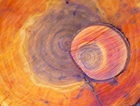 Orange structure of a sawn tree. Cross cut pine logs. Close-up. Stock-Fotos
