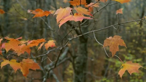 Orange Sugar Maple leaves on tree in Copper Falls SP Wisconsin Stock Footage 232292844