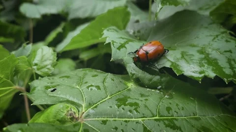 Orange summer beetle crawling on green leaves in the forest Stock Footage 135419304