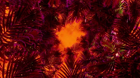 Orange Summer Palm Stock Footage 207312702