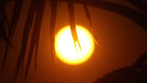 An orange sun dips below palm fronds, creating a tropical silhouette with a.. Stock-Footage 292073791