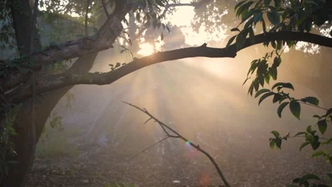 Orange Sun Rays Illuminating the Fog. Rayos de Sol Naranjas Niebla Stock Footage 291648441