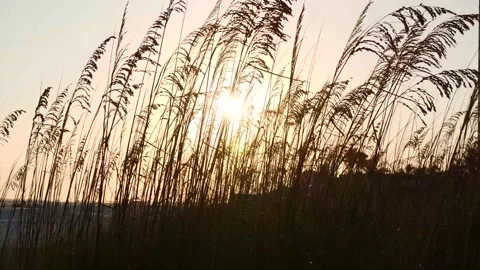 Orange Sun Sets Through Serene Sea Oats 4k 60fps Stock Footage 154880347