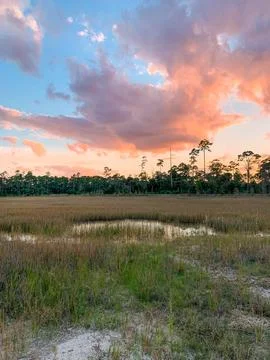 Orange sun setting behind cypress trees in Florida wild park Stock Photos