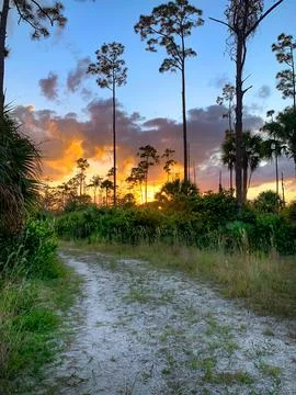 Orange sun setting behind cypress trees in Florida wild park Stock Photos