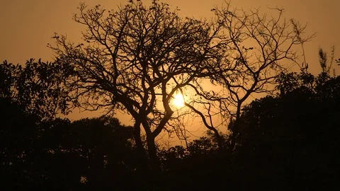 Orange Sun Through Branches Video stock 74359612