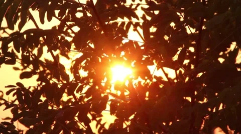 Orange sun through the leaves of a tree Stock Footage 55878904