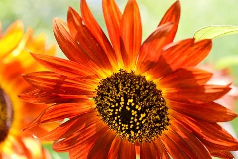 Orange Sunflower Flower Stock Photos