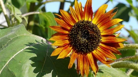 Orange sunflower 스톡 동영상 8568604