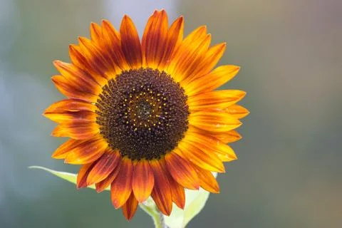 Orange Sunflower Stock Photos