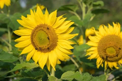 Orange sunflower Stock Photos