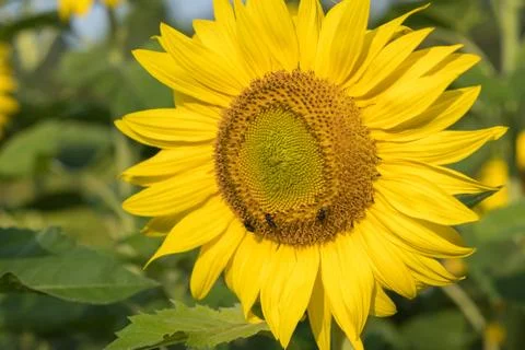 Orange sunflower Foto stock
