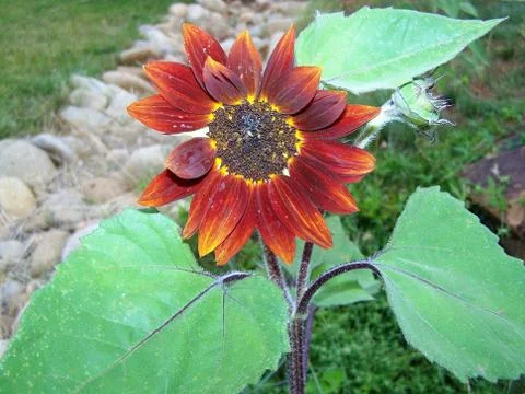 Orange sunflower Foto stock