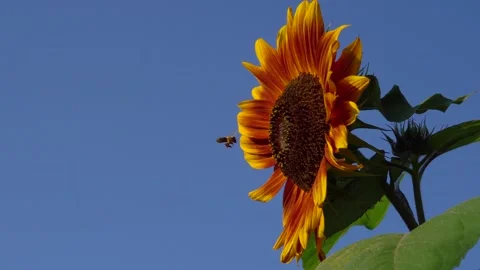 Orange sunflower with yellow tips and dark center bloom in garden. Bees fly Stock Footage 160681815