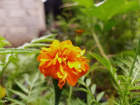 Orange sunflowers appeared to be blooming in front of the house Stock Photos