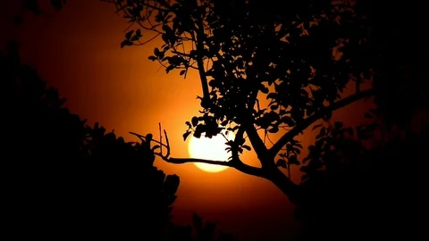 Orange sunrise behind tree branches in a fresh morning Stock Footage 108731386
