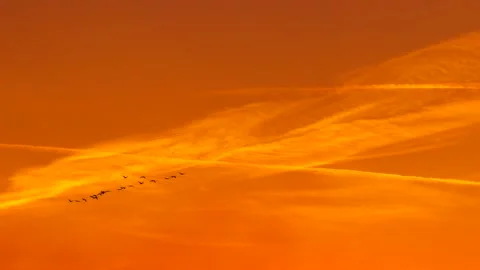 Orange sunrise sky - flying cranes - colorful background - real time - 2 videos Stock Footage 142137337