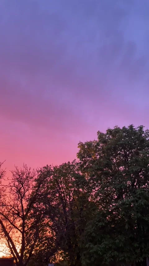 Orange sunset and tree crowns Stock Footage 239907393