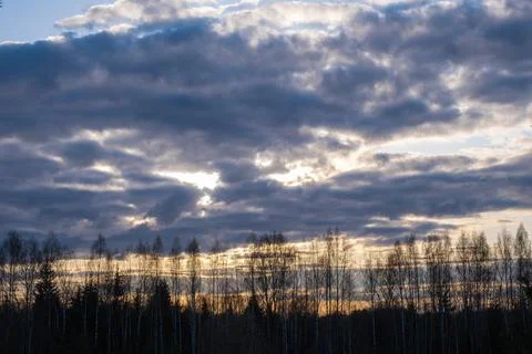 Orange sunset on a background of cloudy sky and tall trees. Stock Photos