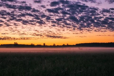 Orange sunset in the background of the forest. Stock Photos