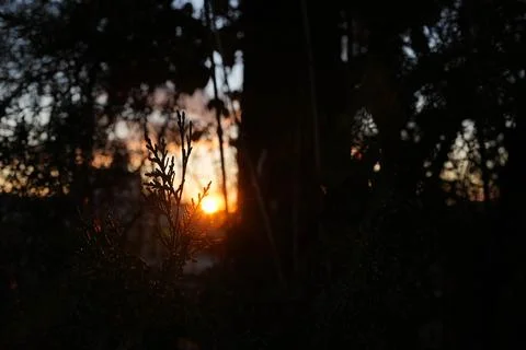 Orange sunset beaming through tree branches Stock Photos