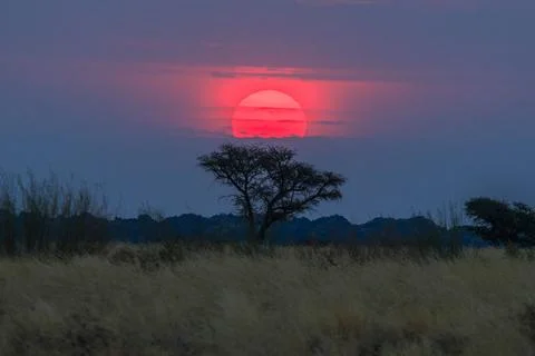 Orange Sunset Behind Acacia Tree in Keetmanshoop, Namibia Stock Photos
