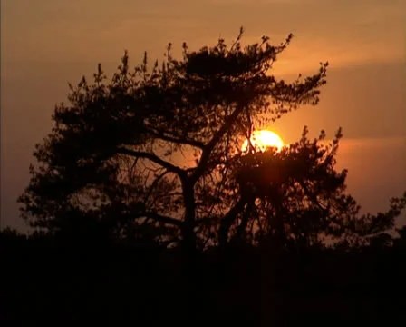 Orange Sunset behind Scots Pine (pinus sylvestris) Stock Footage 22784040