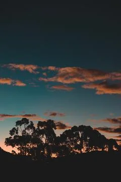 Orange sunset clouds  over the mountains with eucalyptus gum trees silhouette Stock Photos