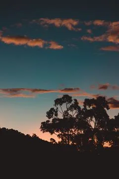 Orange sunset clouds  over the mountains with eucalyptus gum trees silhouette Stock Photos