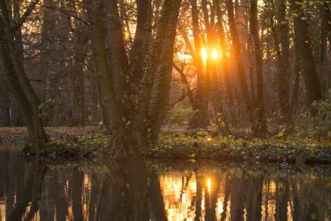 Orange sunset in forest with lake Stock Photos