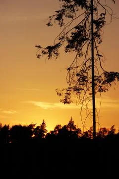 Orange sunset in the forest Stock Photos