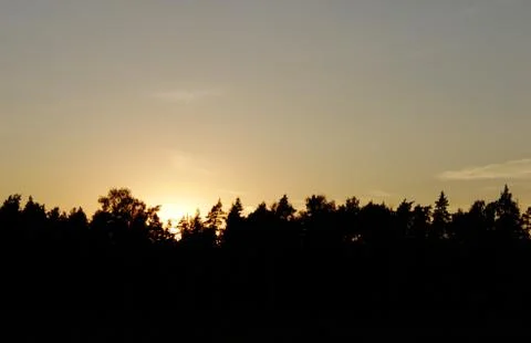 Orange sunset in the forest Stock Photos