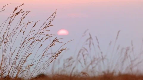 Orange sunset with grass macro Summit Steens Mountain Near malheur Wildlife Video stock 82020789