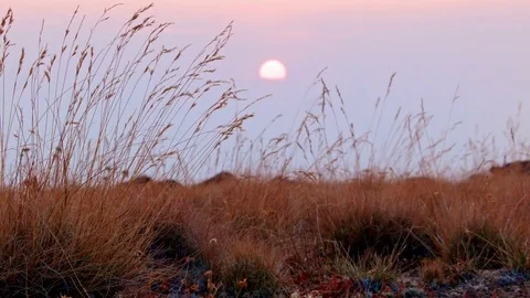 Orange sunset with grass Summit Steens Mountain Near Malhuer Wildlife Refuge 7 Stock Footage 81834437