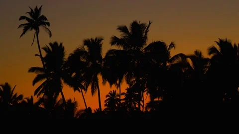 Orange sunset in the jungle Stock Footage 87136433