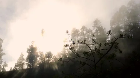 Orange sunset in a misty forest with the sun behind the nuts Stock Footage 138832589