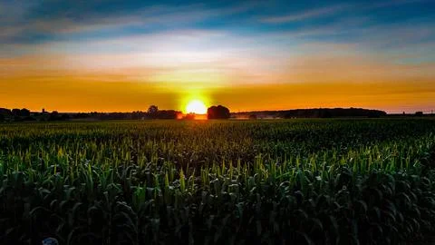 Orange sunset over corn Stock-Fotos
