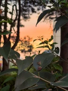 Orange sunset Stock Photos