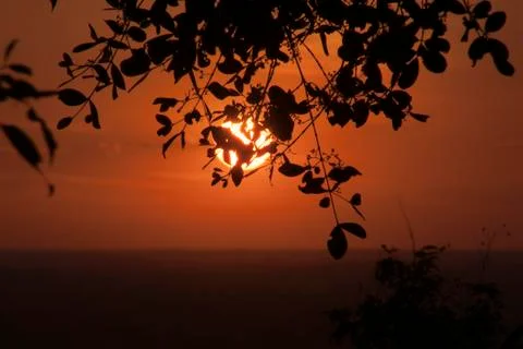 Orange sunset of the plain from Bakheng Wat with silhouette of tree leaves Stock Photos